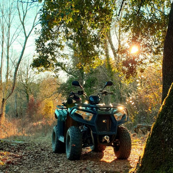 un quad sur un chemin de terre en face d'un chêne vert dans la forêt